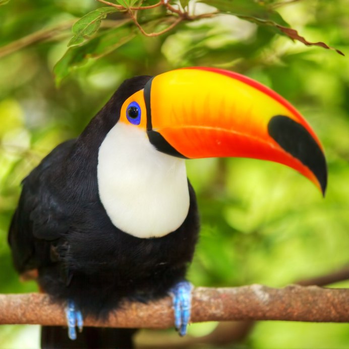 Желтогорлый Тукан