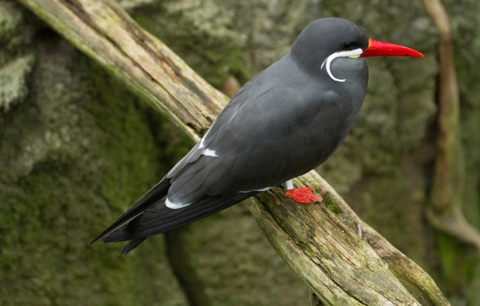 Черноклювый Тукан Ариэль