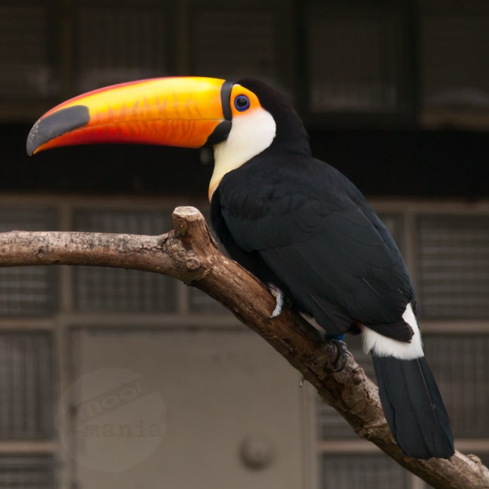 Тукан анфас