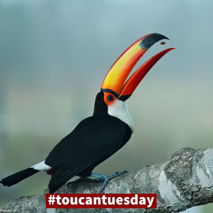 Атлантический тупик Ржанкообразные