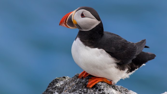 Черная птица с красным клювом