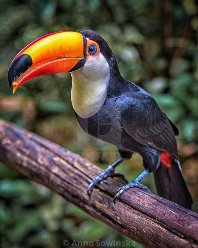 Атлантический тупик клюв