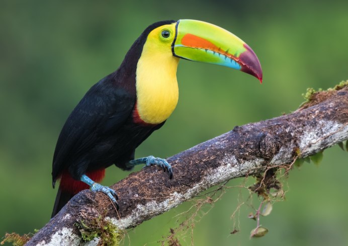 Лимонногорлый Тукан