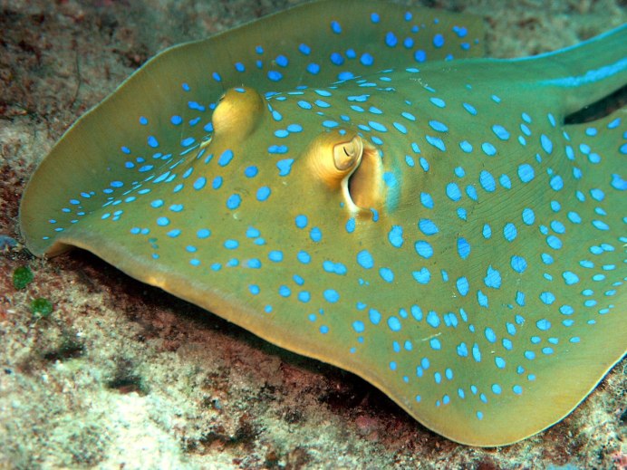 Taeniura lymma