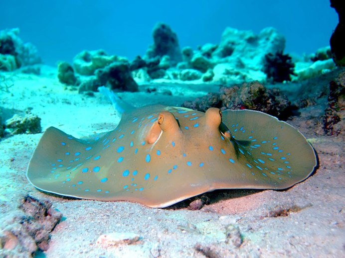 Taeniura lymma