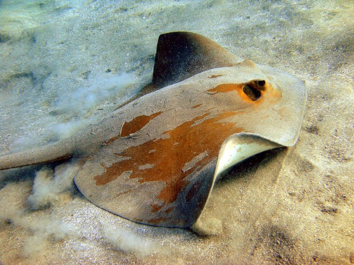 Скат-хвостокол морской кот