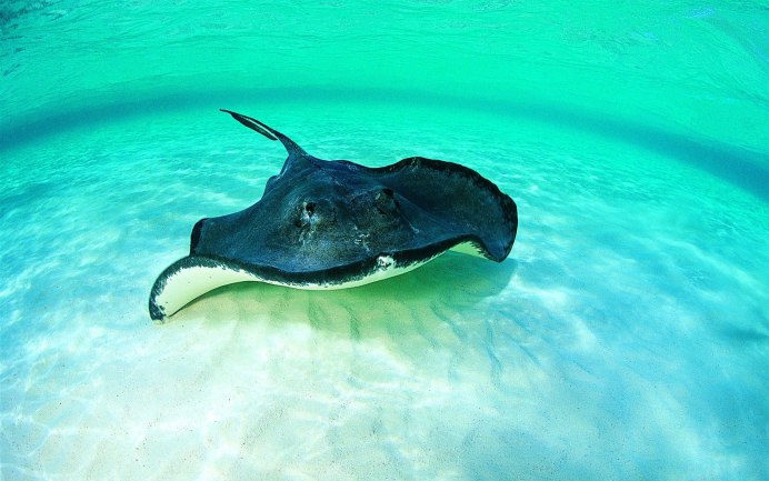 Dhigurah Манта