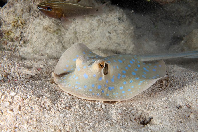 Neotrygon kuhlii