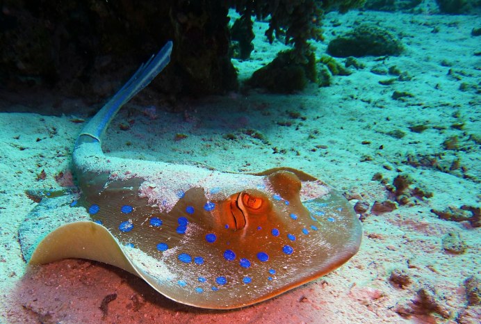 Синий Скат в Красном море