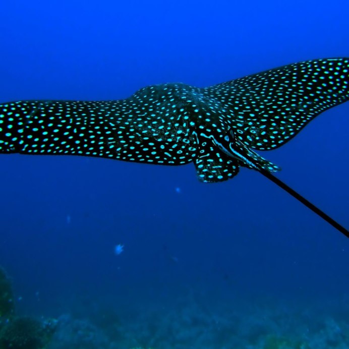 Taeniura lymma