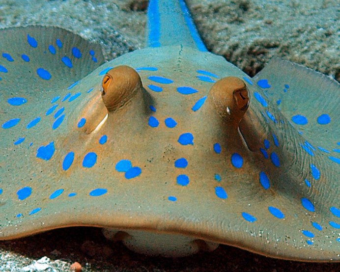 Стингрей Скат красное море