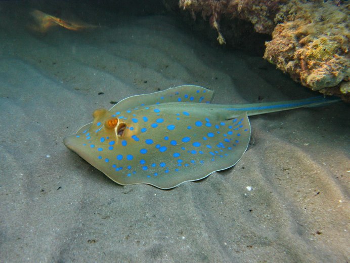 Скат Taeniura lymma