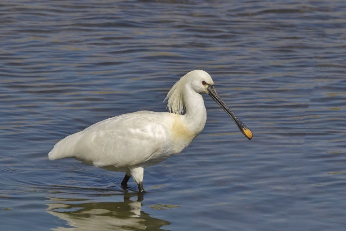 Platalea leucorodia