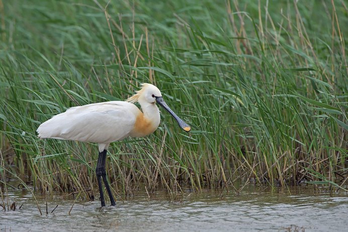 Platalea leucorodia