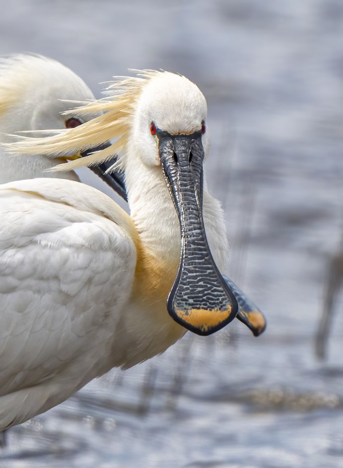 Колпица Platalea leucorodia Linnaeus, 1758
