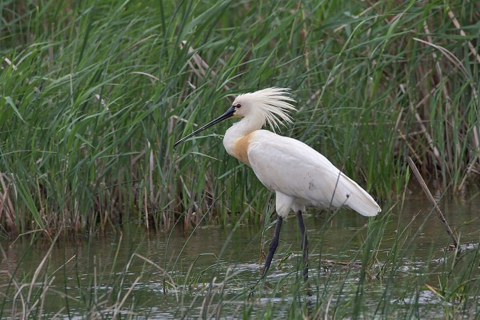 Колпица (Platalea leucorodia)
