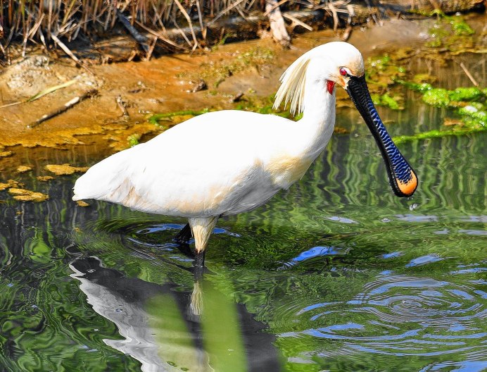 Колпица (Platalea leucorodia)