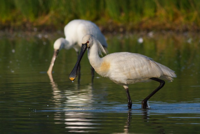 Колпица обыкновенная (Platalea leucorodia)
