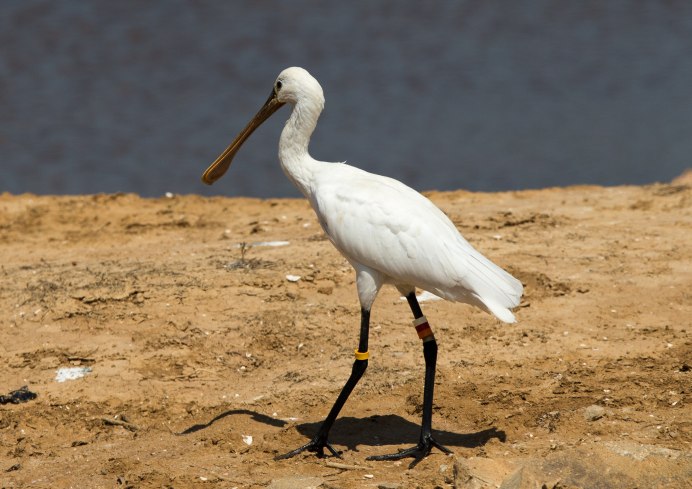Колпица обыкновенная (Platalea leucorodia)