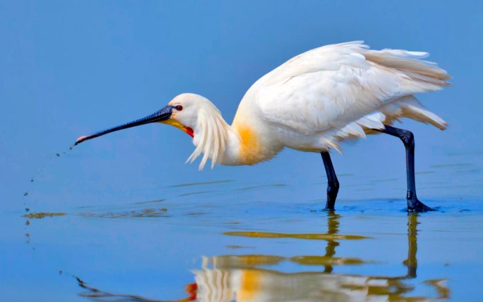 Колпица обыкновенная (Platalea leucorodia)