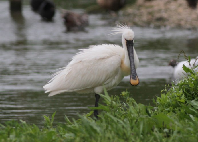 Platalea leucorodia