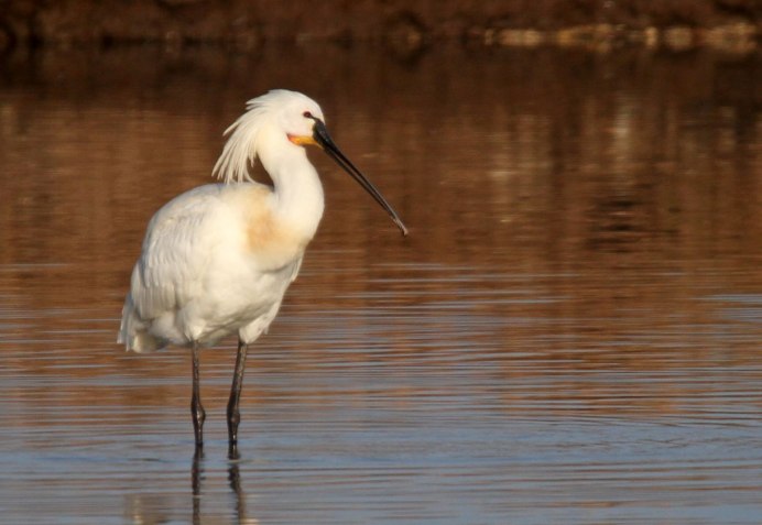 Колпица (Platalea leucorodia)