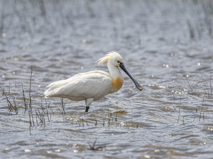 Колпица (Platalea leucorodia)