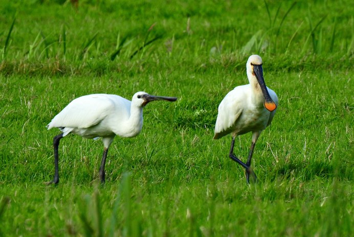Roseate Spoonbill птица