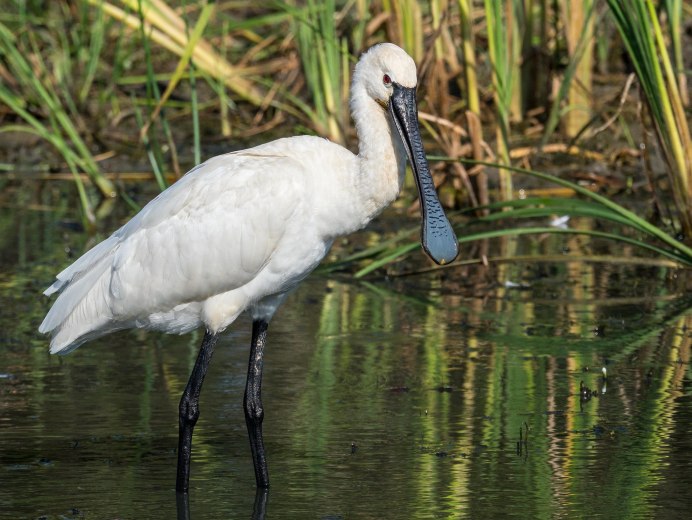 Колпица Platalea leucorodia Linnaeus, 1758