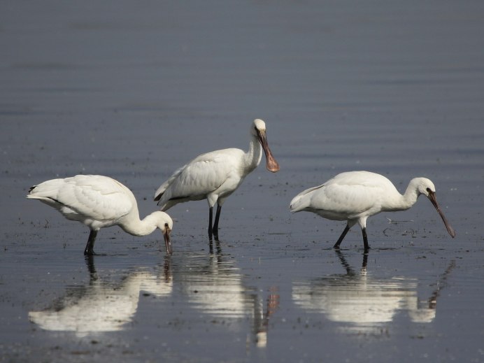 Platalea leucorodia