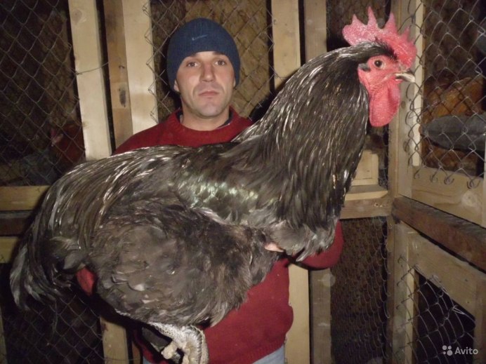 Индюки бронза широкогрудые
