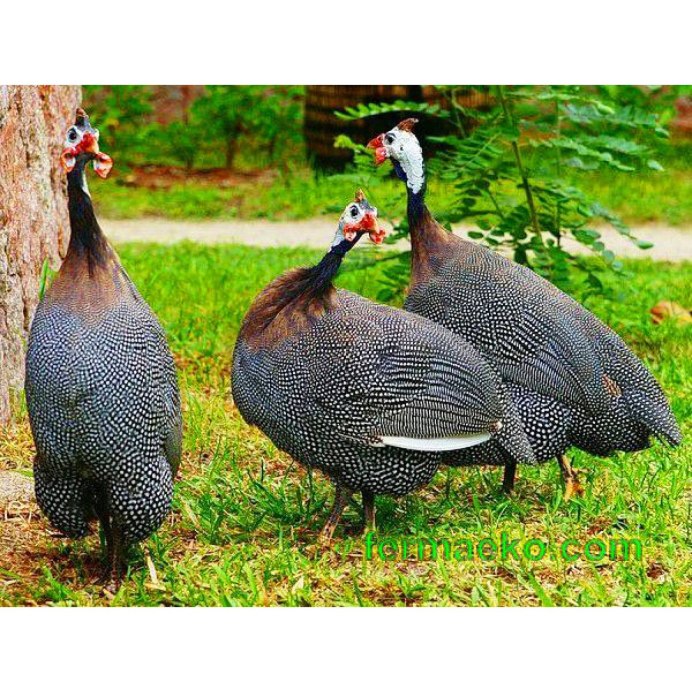 Индюк самка