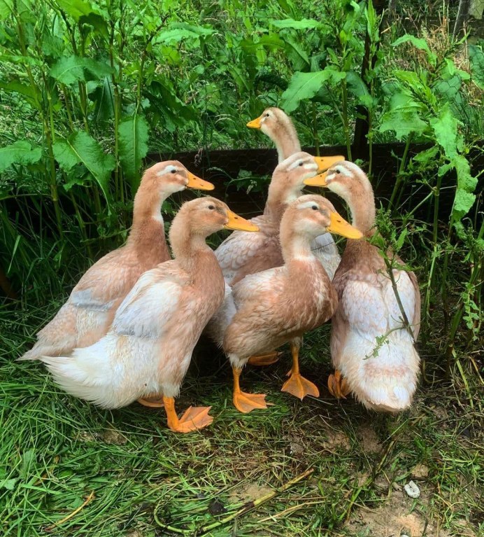 Бронзовая широкогрудая индейка