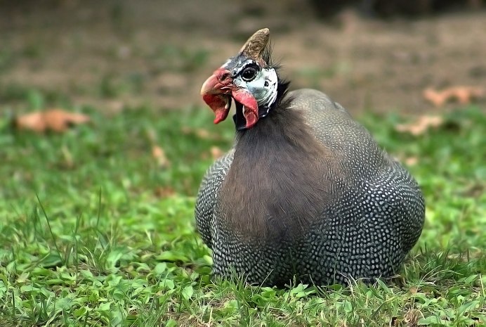 Шлемоносный казуар