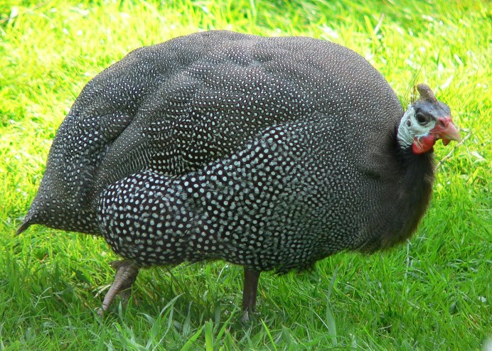 Ферма индюков