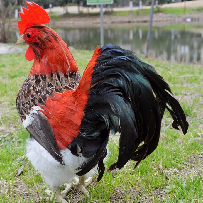 Фазан леди Амхерст