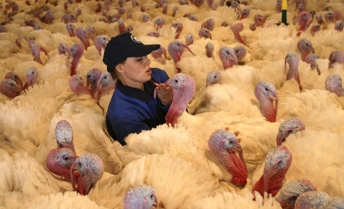 Куры Чикен Хан