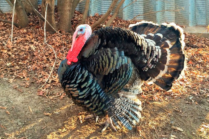 Гуси Холмогоры