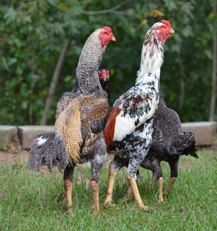 Морской фазан