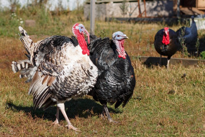 Курочка Ряба порода курей