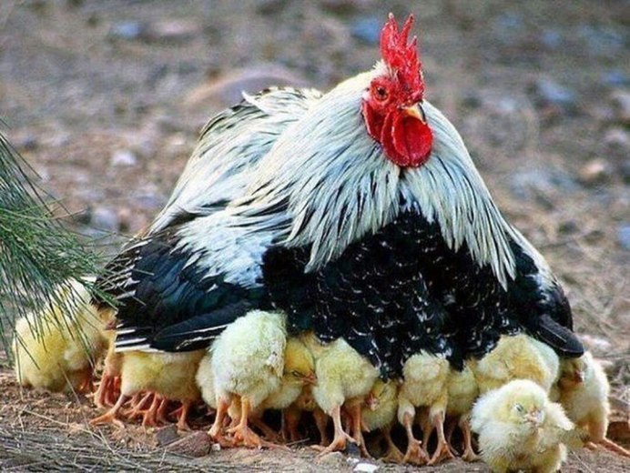 Тулузские гуси