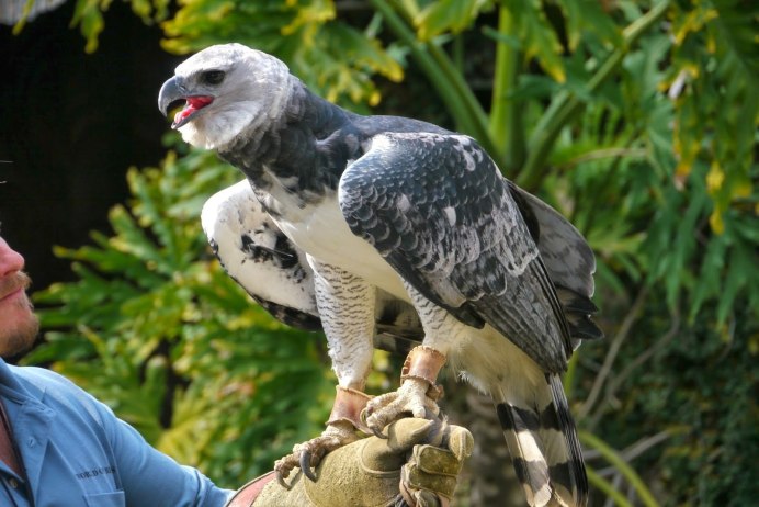 Петух Орпингтон