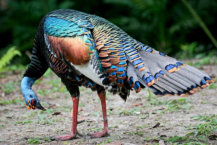 Дикая курица