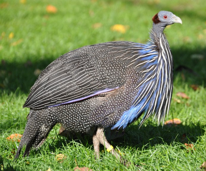 Брама куропатчатая