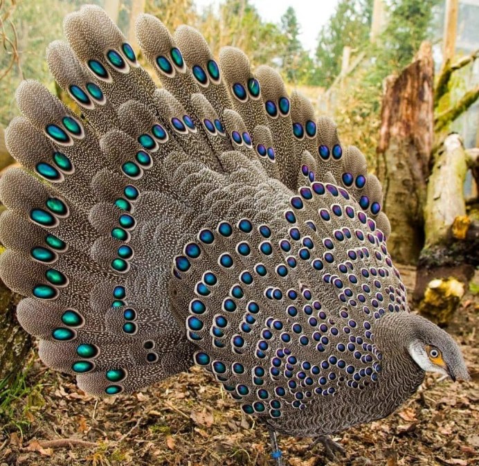 Индюк бронзовый широкогрудый