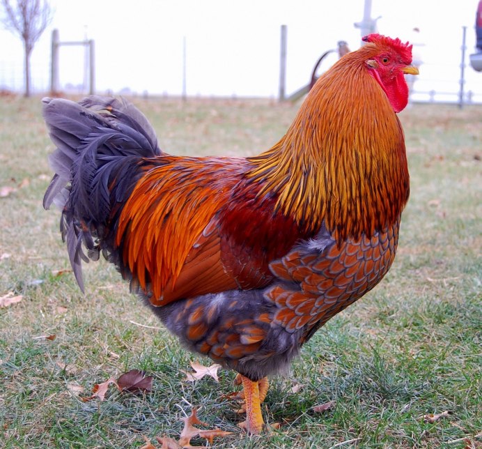 Цесарка французская бройлерная