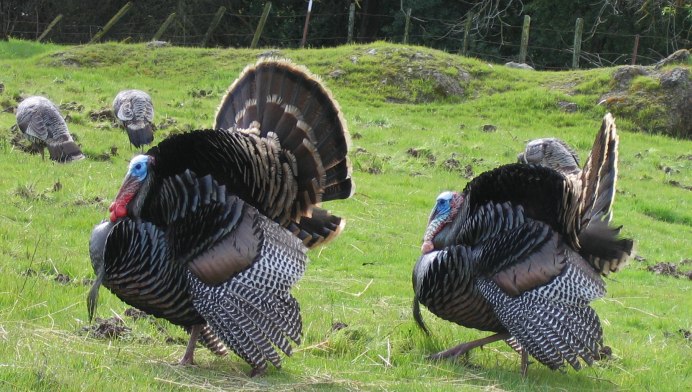 Арденская порода индюков