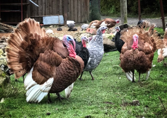 Бентамка порода Феникс