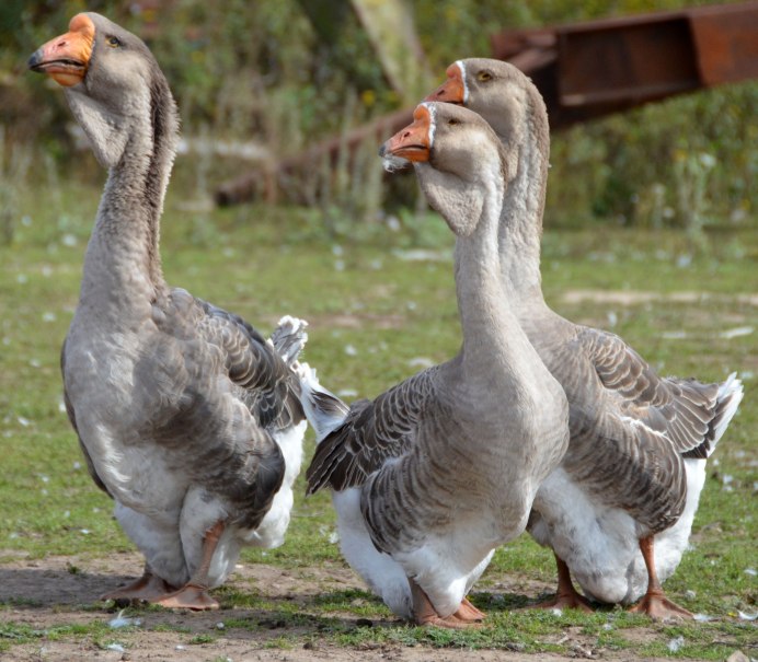 Павловская золотистая порода кур