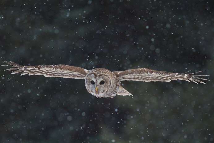 Филин Бубо-Бубо